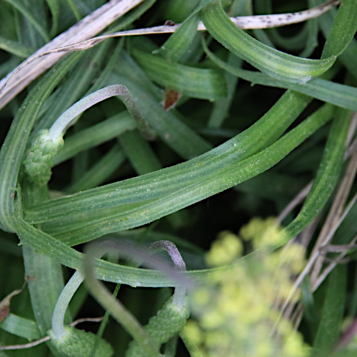 Schlangen-Wegerich / Plantago serpentina